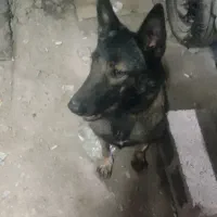 گمشده یابنده مژدگانی داد می‌شود