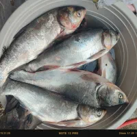 ماهی کپور و فیتی فاک|ماهی|گرگان, |دیوار