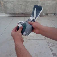 کبوتر