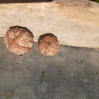 گردو|خوردنی و آشامیدنی|کامیاران, |دیوار