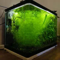 آکواریوم پلنت،