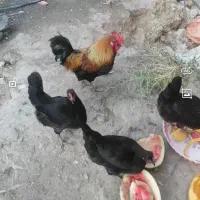 مرغ و خروس