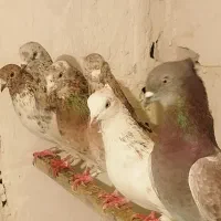 کفتر|پرنده|صمصامی, |دیوار