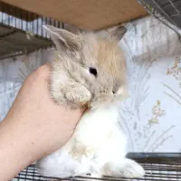 خرگوش|موش و خرگوش|رشت, علی آباد|دیوار