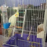 عروس هلندی لوتینو چشم شرابی|پرنده|محلات, |دیوار