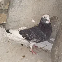 کفتر تهرانی معاوضه با شهرستانی دونه ای ۳۰۰