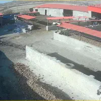 گاوداری وزمین کشاورزی|فروش دفتر صنعتی، کشاورزی، تجاری|بیلوار, |دیوار