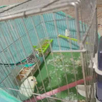 مرغ عشق|پرنده|یاسوج, |دیوار