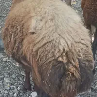 قوچ نژاد