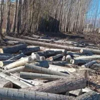 خرید درخت خرید قطع چوب برش تر وخشک|خدمات باغبانی و درختکاری|اهر, |دیوار