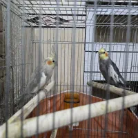 جفت‌ عروس هلندی سخنگو