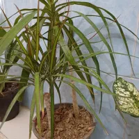 گل آپارتمانی