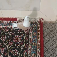 کبوتر دوکت زرد رواعب وکلدار|پرنده|قم, سرحوض|دیوار