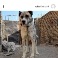 واگذاری سگ|سگ|مشهد, تربیت (صدف)|دیوار