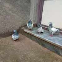 کبوتر پرشی و کله ای