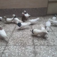 طوقی هفت رنگ زرد سیاه|پرنده|باوی, |دیوار