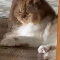 پرشین کت بایکالر|گربه|شیراز, ارم|دیوار