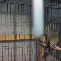 فنچ گلدین|پرنده|اسلام‌شهر, شهرک مفیدی|دیوار