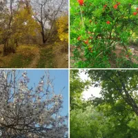 فروش باغ ثمری واقع در فاروق