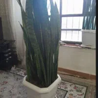 گل شمشیری|گل و گیاه طبیعی|ایلام, |دیوار