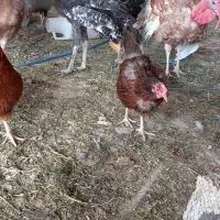 مرغ تخم گذار معاوضه با بوقلمون