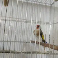 سهره نرو ماده مست|پرنده|سنندج, |دیوار