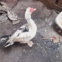 اردک اسرائیلی نر و ماده بوقلمون ماده