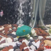 لوازم آکواریوم|ماهی|کرج, کوی فرهنگ|دیوار