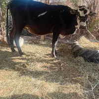 گاو گوساله نر