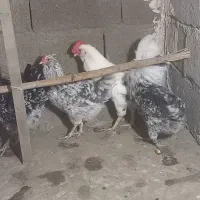 فروش جوجه گلین|حیوانات مزرعه|هشتگرد, سعید آباد|دیوار