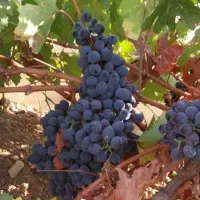 فروش150 اصله درخت / مو انگور شانی