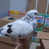 کبوتر