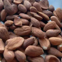 انواع بادام سنگی و مغز بادام ایرانی|عمده‌فروشی|قم, ارم|دیوار