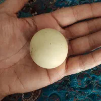 سنگ الماس آسیاب