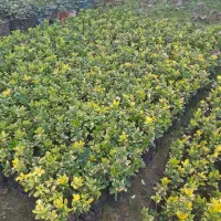 شمشاد طلایی|خدمات باغبانی و درختکاری|رشت, گیل|دیوار