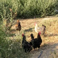 مرغ تخمگذار