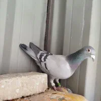 کبوتر مسافتی