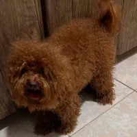 سگ پودل|سگ|اهواز, بهارستان|دیوار