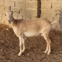 فروش بز شکالی آبستان