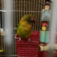 معاوضه طوطی برزیلی با هرچی|پرنده|شاهین‌شهر, شهرک گلدیس|دیوار