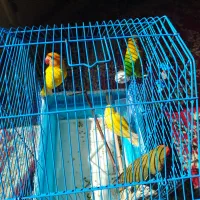 4عدد طوطی برزیلی|پرنده|زرند, |دیوار