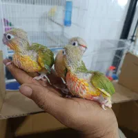 طوطی گرینچیک سرلاکی