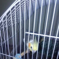 عروس هلندی نر