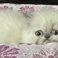 بچه گربه های اسکاتیش بریتیش و هیمالین