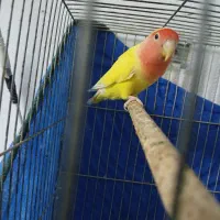 طوطی کوتوله برزیلی ماده