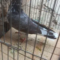 کبوتر غریبگیر