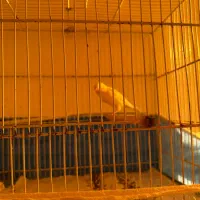 قناری|پرنده|بندر گناوه, |دیوار