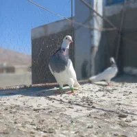 یه جفت طوق سبز بی عیب|پرنده|شیراز, نصر|دیوار