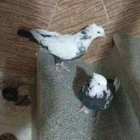 فروش کفتر|پرنده|شیراز, سهل‌آباد|دیوار