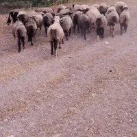 میش ترکی